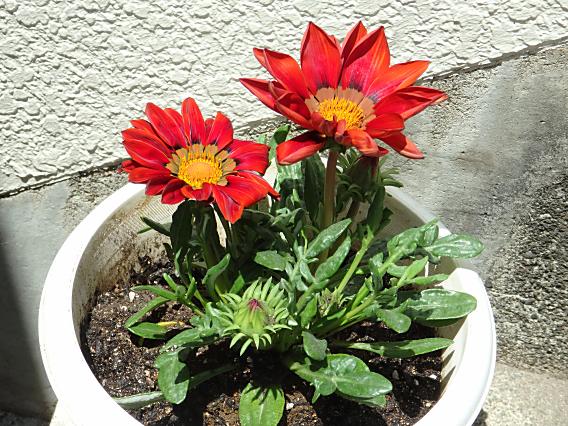 gazania (1)