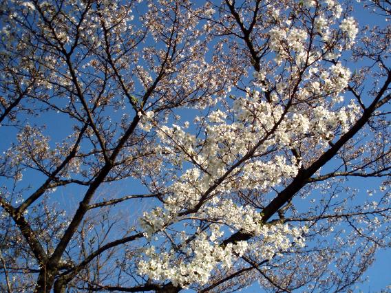 十日市場日向山公園さくら