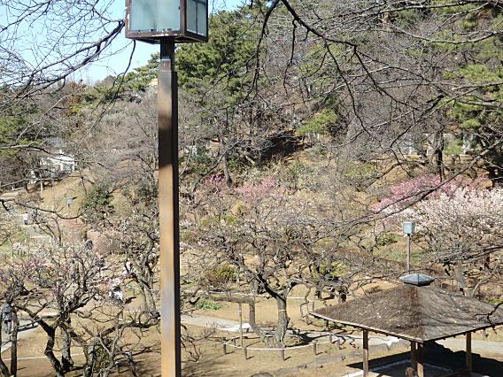 大倉山公園梅林20170207 (9)