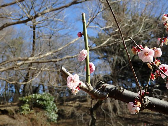 大倉山公園梅林20170207 (23)