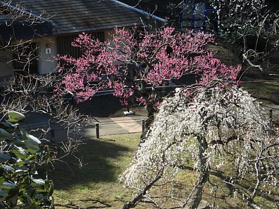 大倉山公園梅林20170207 (24)