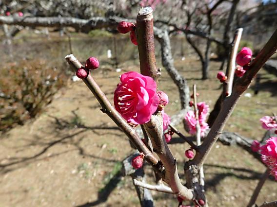 大倉山公園梅林20170207 (16)