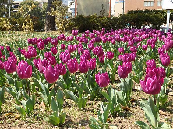 横浜公園山下公園20170320 (1)