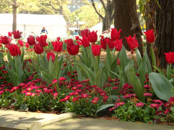 横浜公園チューリップ20160412 (49)