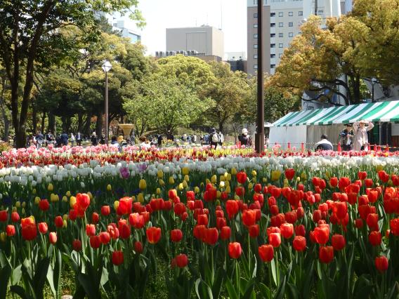 横浜公園チューリップ20160412 (33)