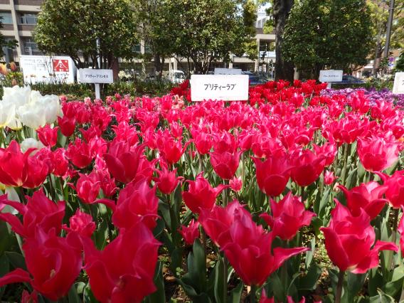 横浜公園チューリップ20160412 (15)