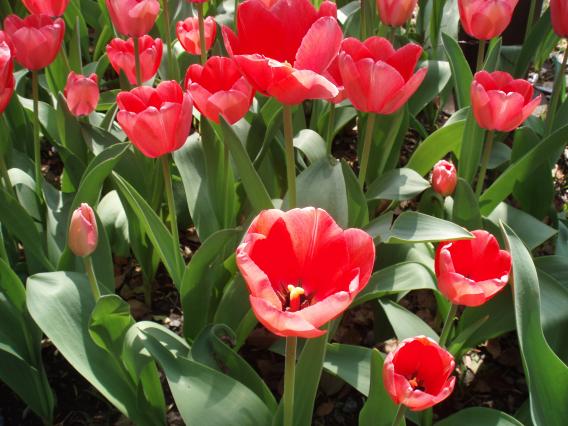 Tulips20140408 (16)