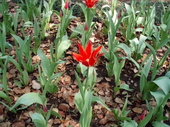 Tulips20140408 (17)