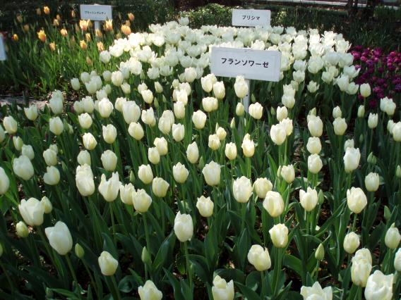 Tulips20140408 (28)