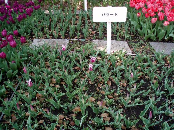 Tulips20140408 (30)