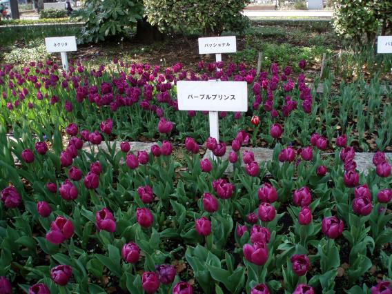 Tulips20140408 (31)