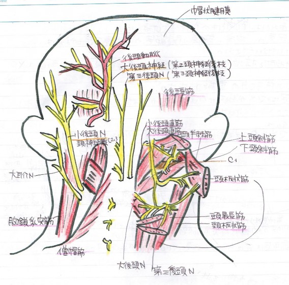 後頭神経 001