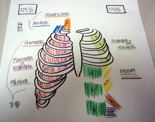 呼吸する時の筋肉の絵
