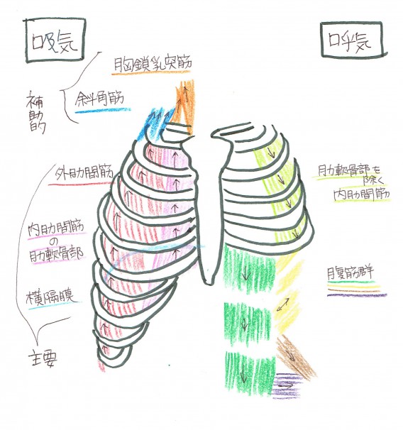 背中 と を 息 痛い 吸う が 背中の痛み！右側が呼吸すると痛い時の原因は？