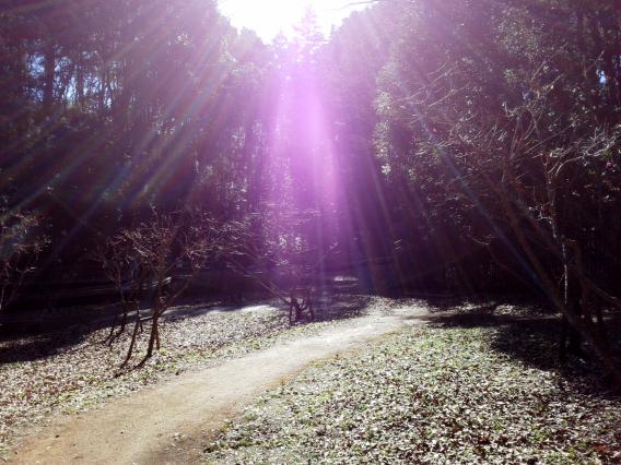 東高根森林公園201501梅林 (4)