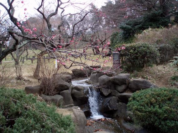 大倉山公園梅林20150217 (17)