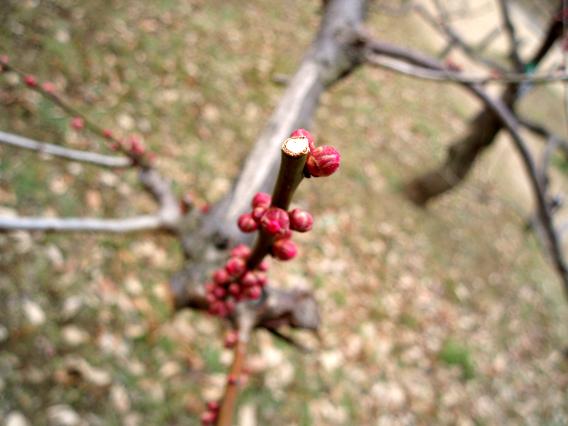 大倉山公園梅林20150217 (12)