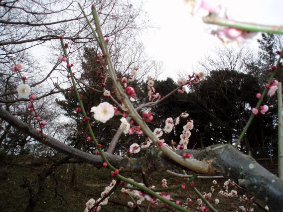 大倉山公園梅林20150217 (22)