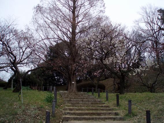 大倉山公園梅林20150217 (20)