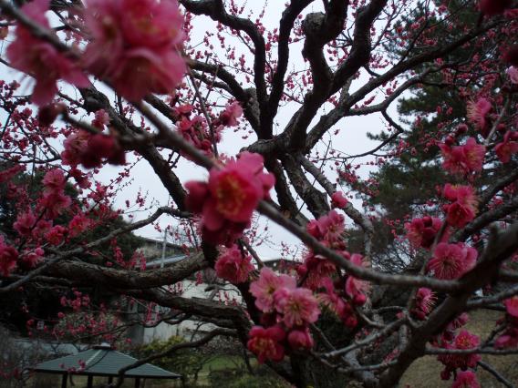 大倉山公園梅林20150217 (15)