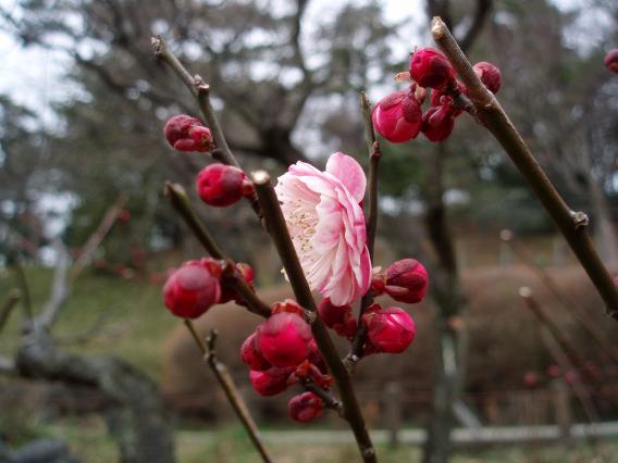 大倉山公園梅林20150217 (25)