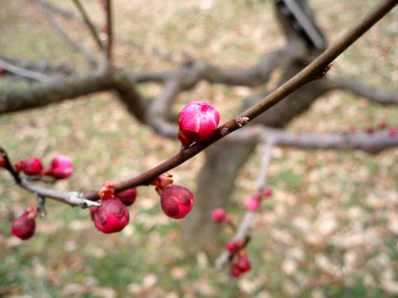 大倉山公園梅林20150217 (13)