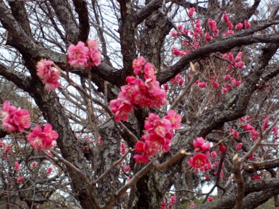 大倉山公園梅林20150217 (14)