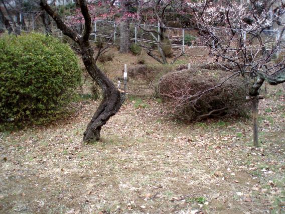 大倉山公園梅林20150217 (10)