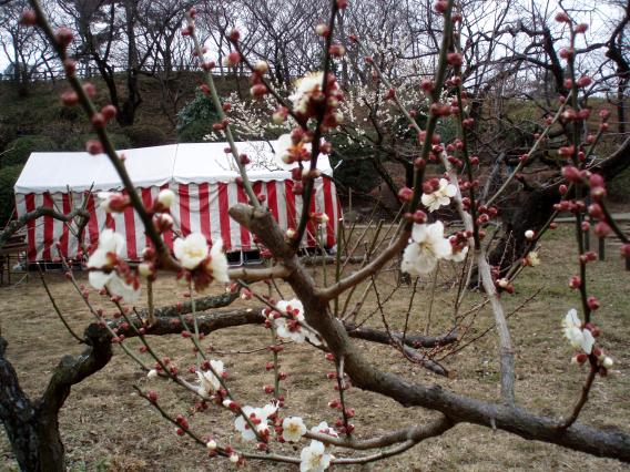 大倉山公園梅林20150217 (11)