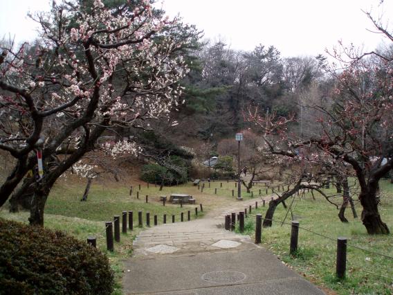 大倉山公園梅林20150217 (23)