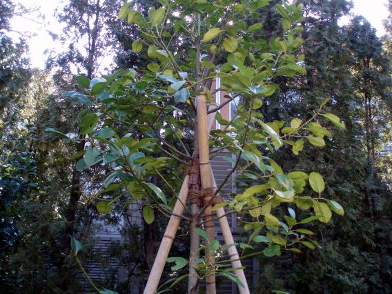 ねむの木の庭記念植樹タラヨウ