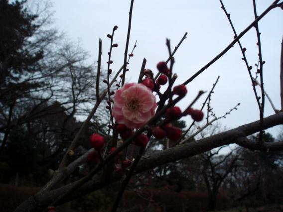 大倉山公園梅林20150217 (24)