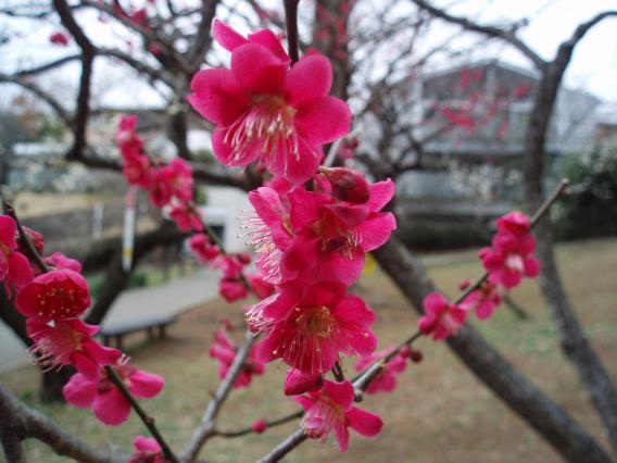 大倉山公園梅林20150303 (9)