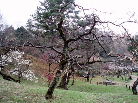 大倉山公園梅林20150303 (11)