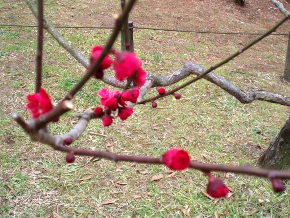 大倉山公園梅林20150303 (17)