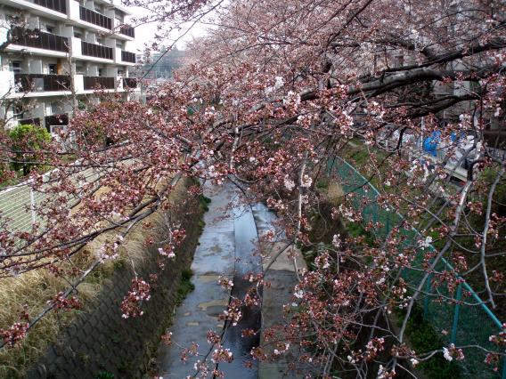 20150329三台橋谷戸川さくら