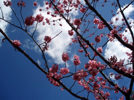 横浜公園桜20150324