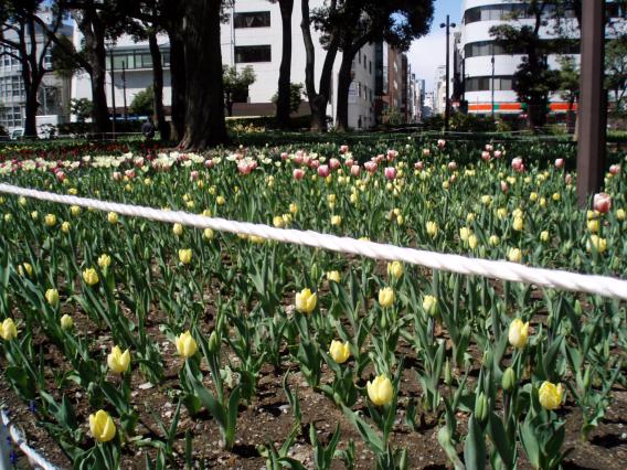 横浜公園20150324チューリップ