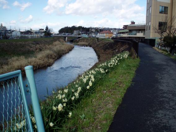 土手の水仙