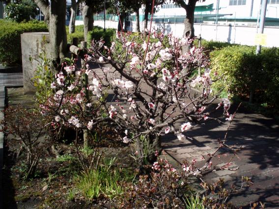 三保町リクシル近くの公園の桜