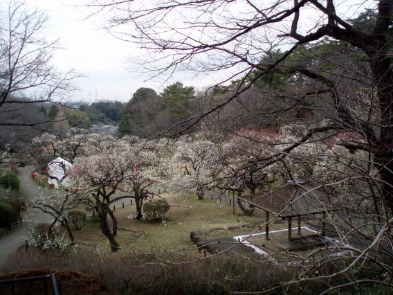 大倉山公園梅林20150303 (3)