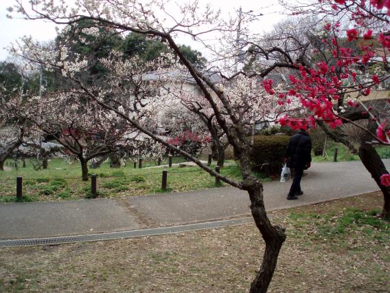 大倉山公園梅林20150303 (10)