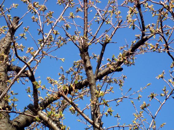 20150326日向山神社桜