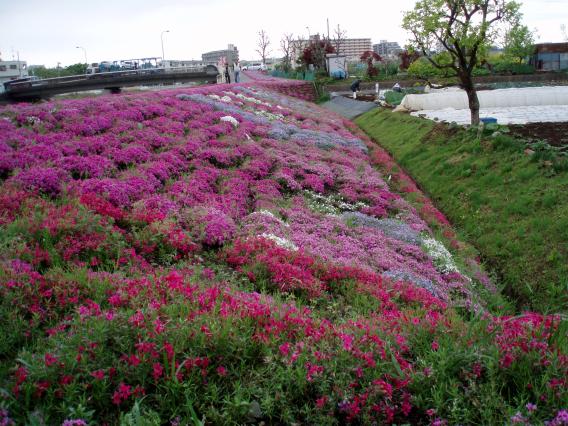 芝桜中山大橋20150421 (8)