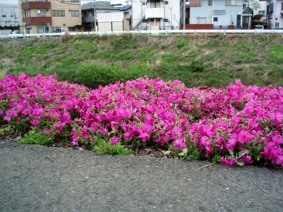 芝桜中山大橋20150421 (6)