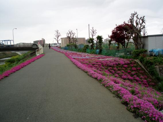 芝桜中山大橋20150421 (7)