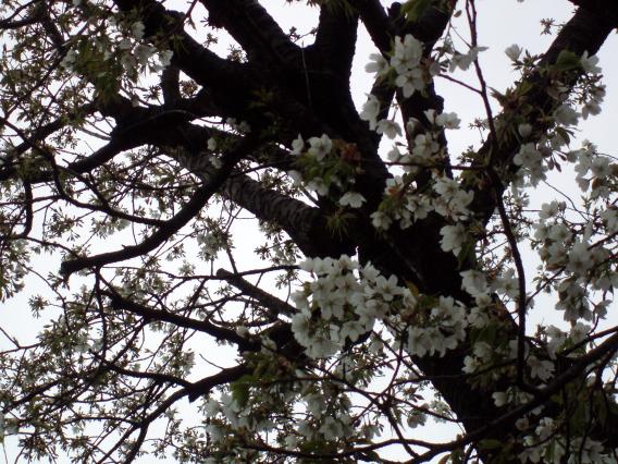 20150401日向山神社さくら