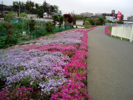 芝桜中山大橋20150421 (5)