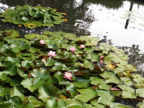 薬師池公園20150623 (19)