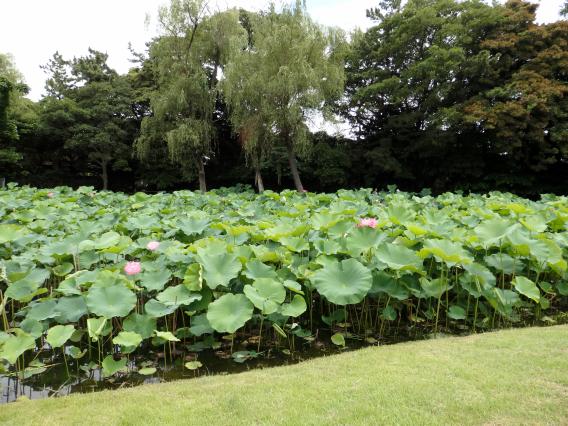 三溪園20150630 (6)